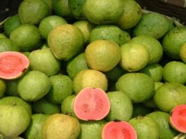 eating-guava-fruit-in-winter-is-very-good-for-health