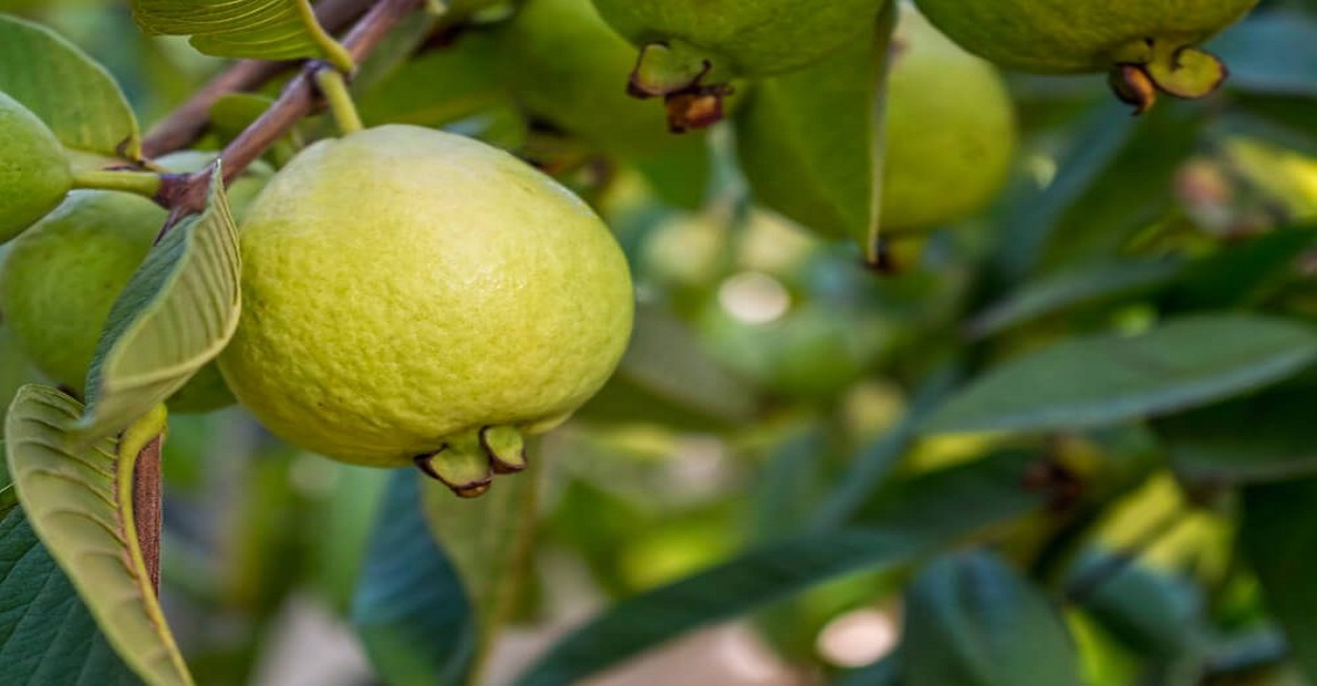 eating-guava-fruit-in-winter-is-very-good-for-health