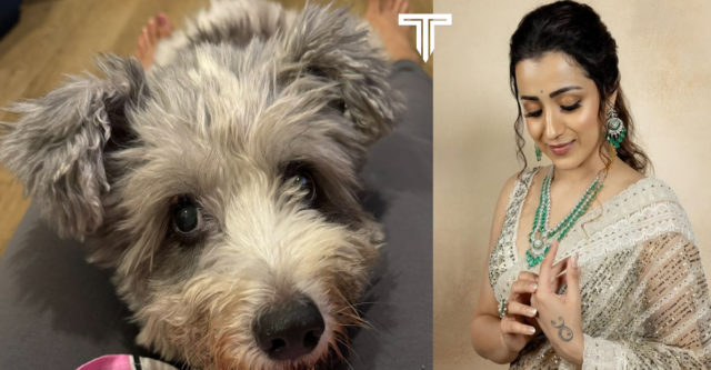 actress-trisha-and-her-pet-dog-shares-love-for-people-on-valentines-week-special